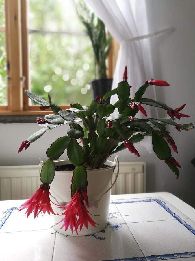Garden Mellan Slotten Svarte Zewnętrze zdjęcie
