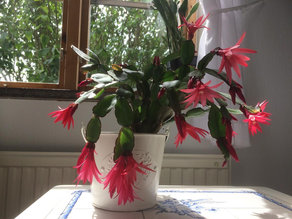 Garden Mellan Slotten Svarte Zewnętrze zdjęcie